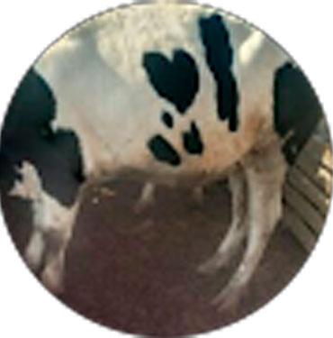 Reviewer Image